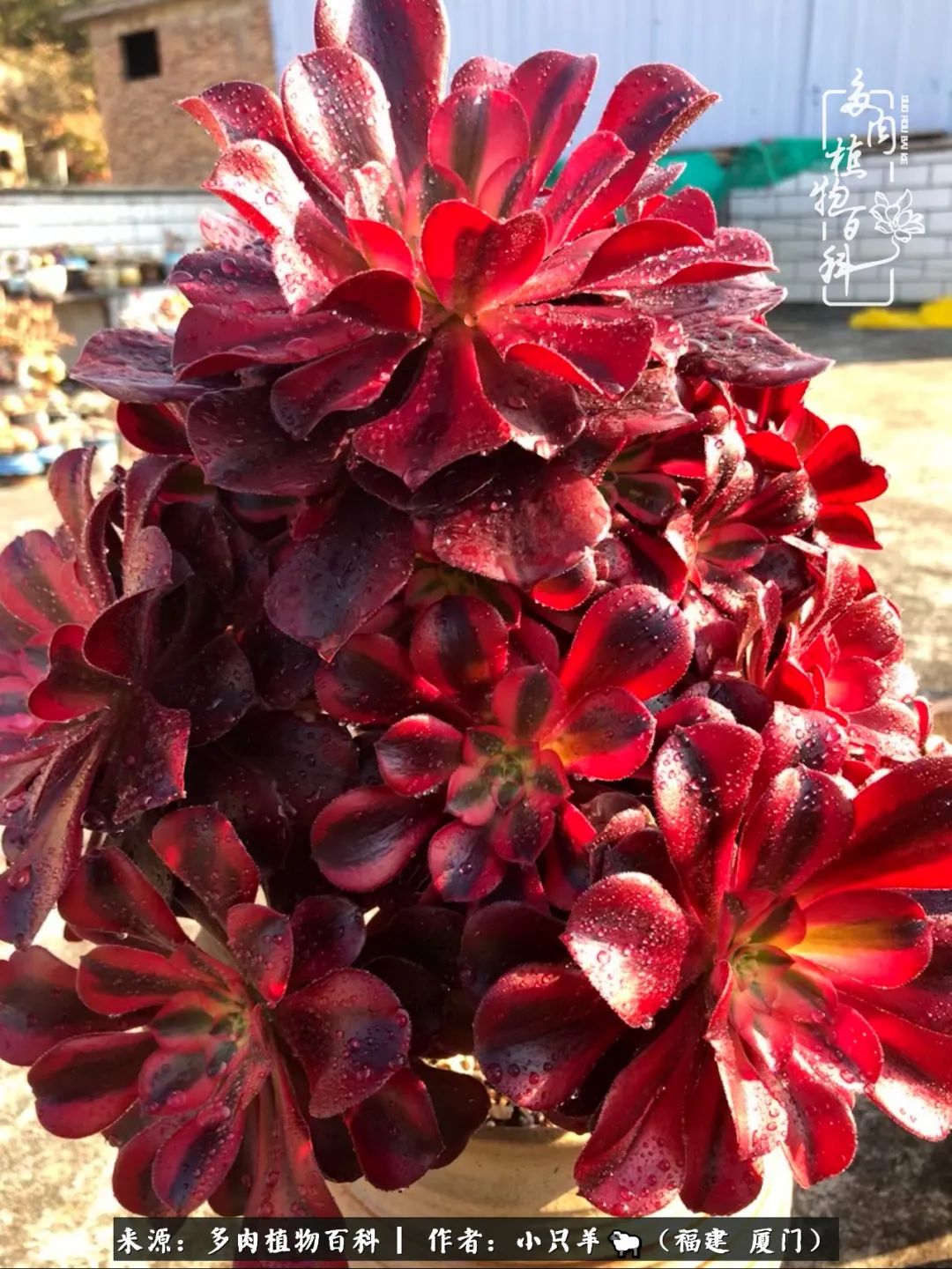 大城小爱:养多肉是个愉快的过程,种下去就有了无尽的期待