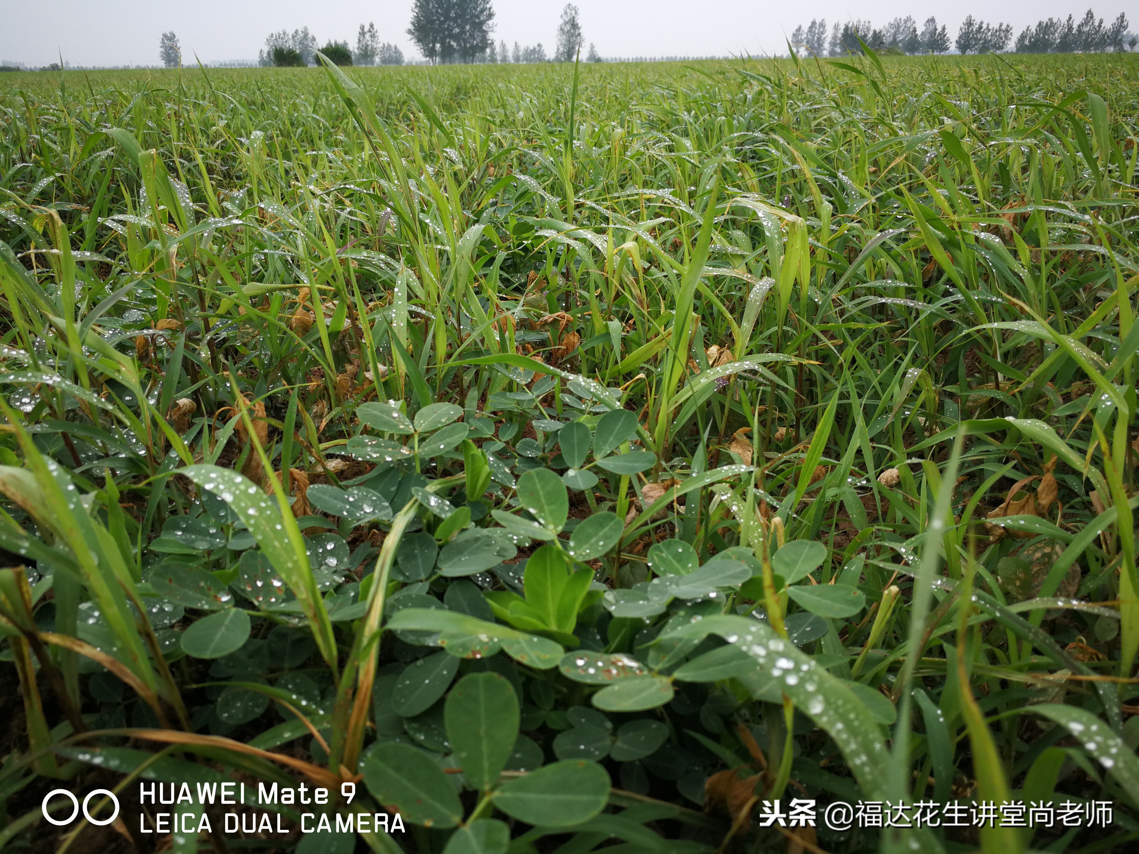 花生苗后除草什么时候打药最合适,花生封闭除草可以用乙氧氟草醚吗