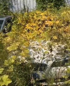 突如其来的搞笑gif,搞笑gif这才是真正的口若悬河