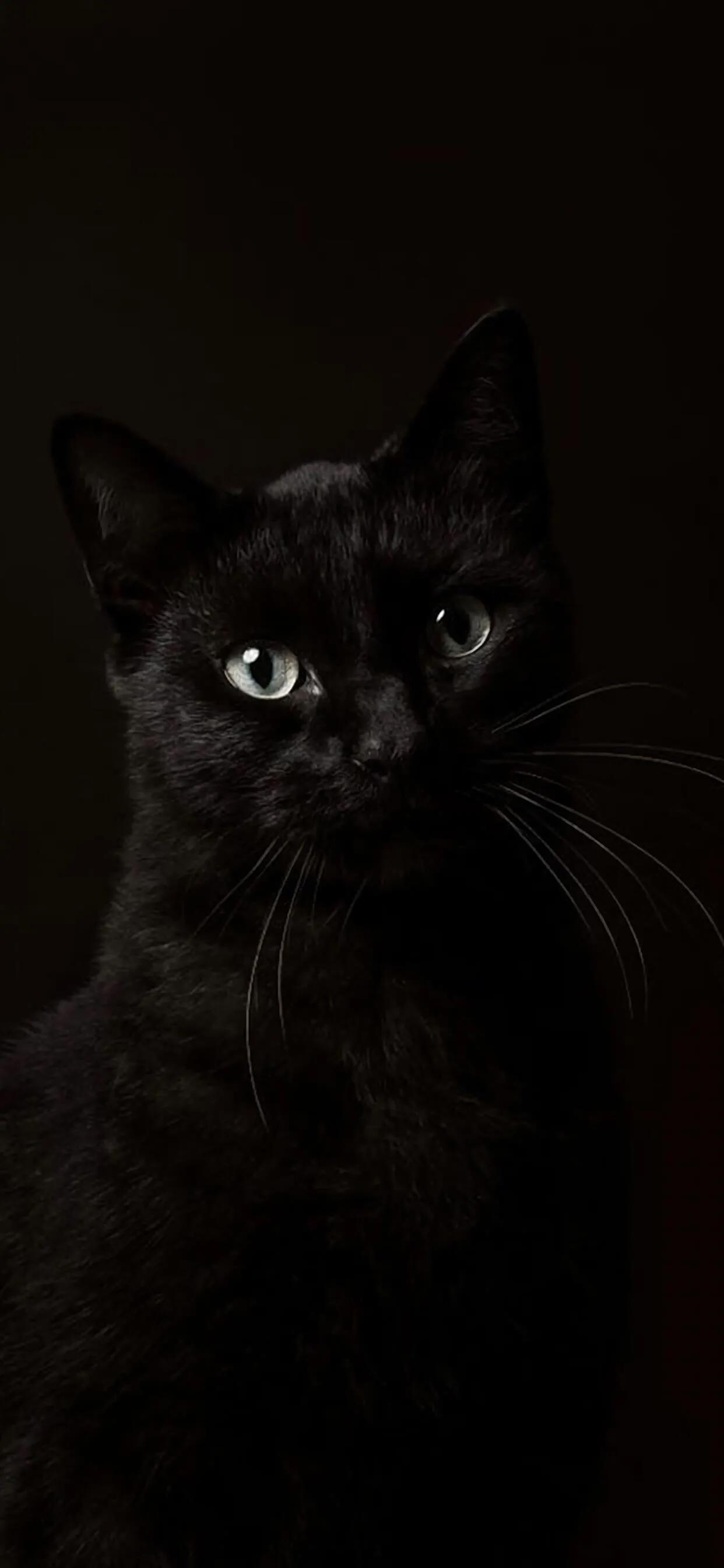 iphone斯莱特林暗黑系壁纸,暗黑系supreme壁纸腰果