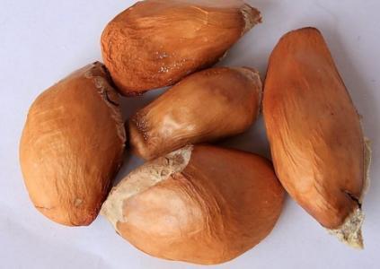 榴莲是水果之王吗,榴莲核子怎样种才能种成一棵树