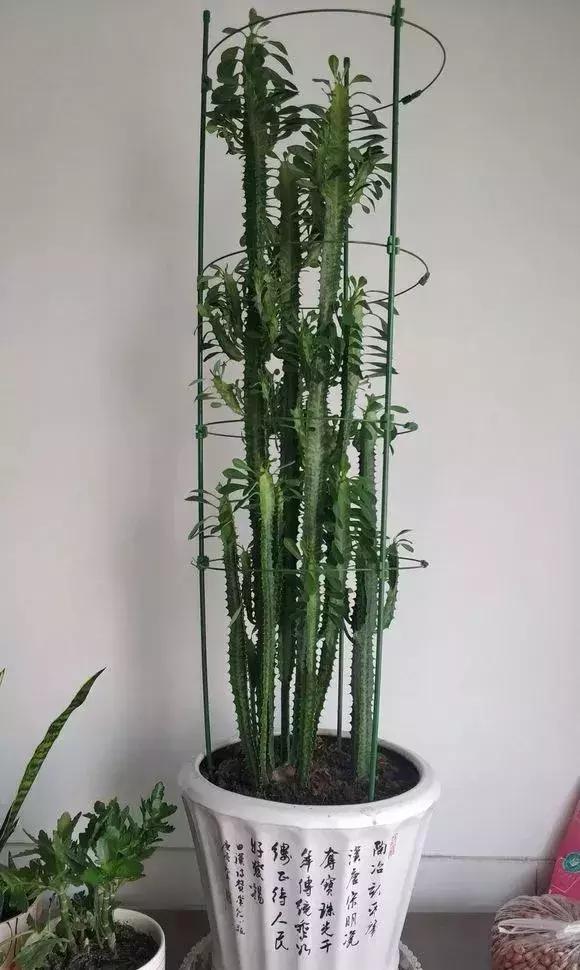 净化空气去甲醛的花是什么花,新房什么花吸甲醛最好最快