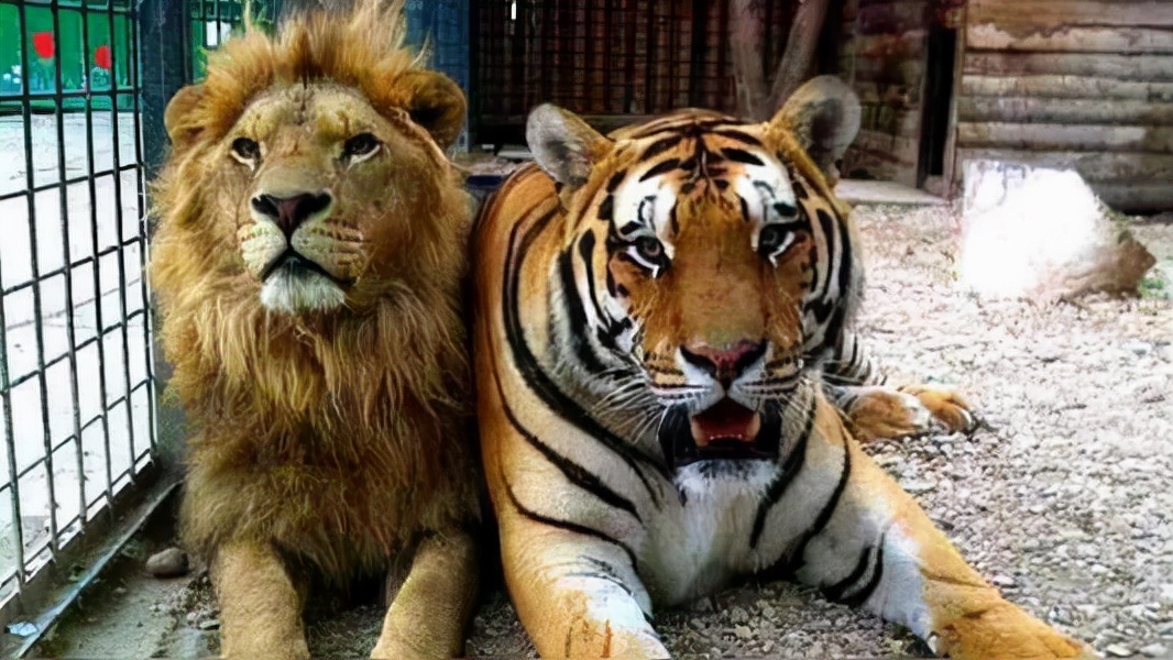 西游记狮驼岭三个妖怪实力排名,西游记中的狮虎象鹰有多么的恐怖