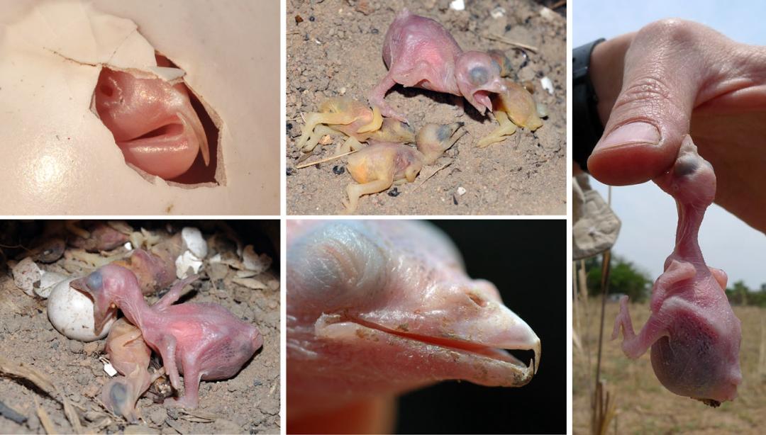 响蜜鴷视频,响蜜鴷是什么鸟