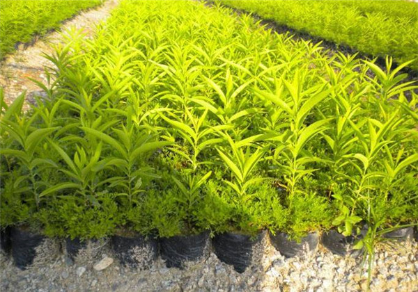 种植檀香最好的方法,檀香石斛的种植注意事项