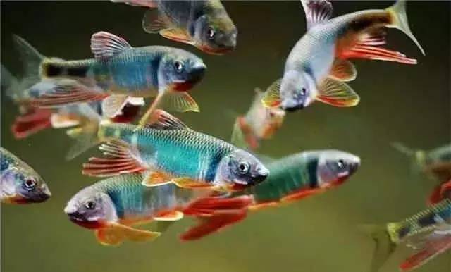 中国原生观赏鱼大全,不错的观赏鱼有哪些种类