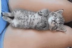 猫咪做梦抽搐,猫咪睡着了抽搐是在做梦吗