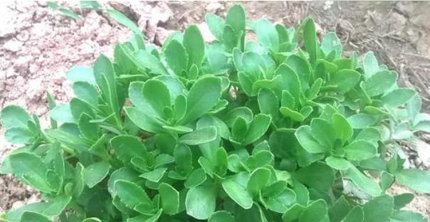 以前老人都知道它是“救心菜”,如今认识的人不多,可惜了