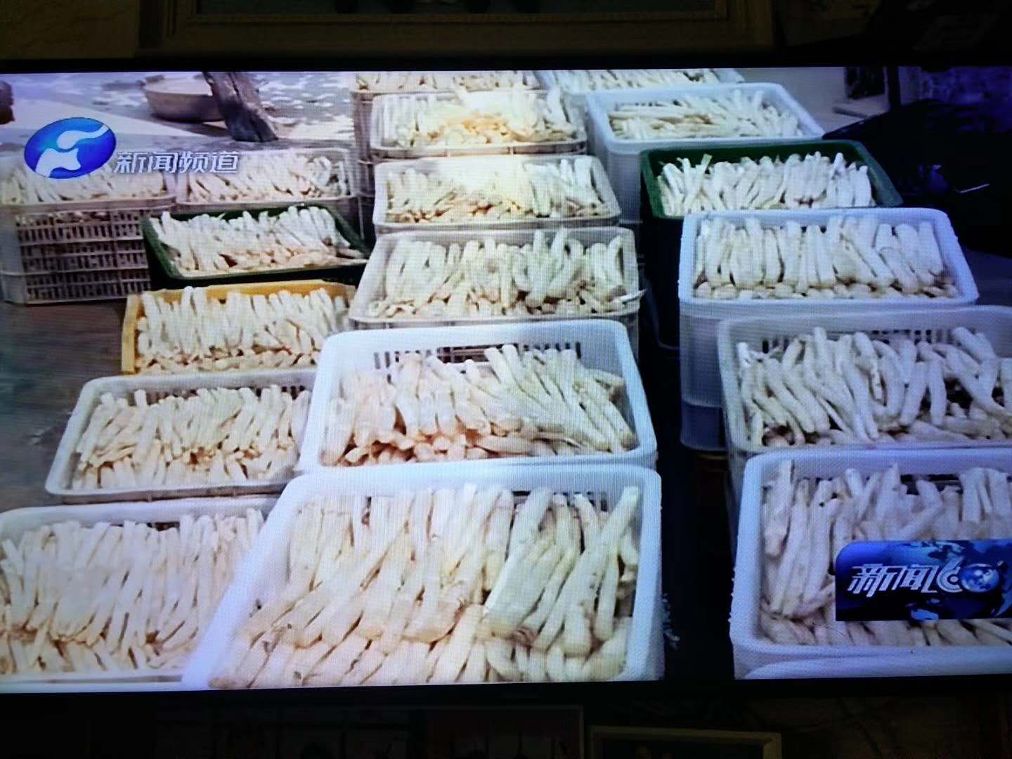 无锡白芦笋,娄店白芦笋最新消息