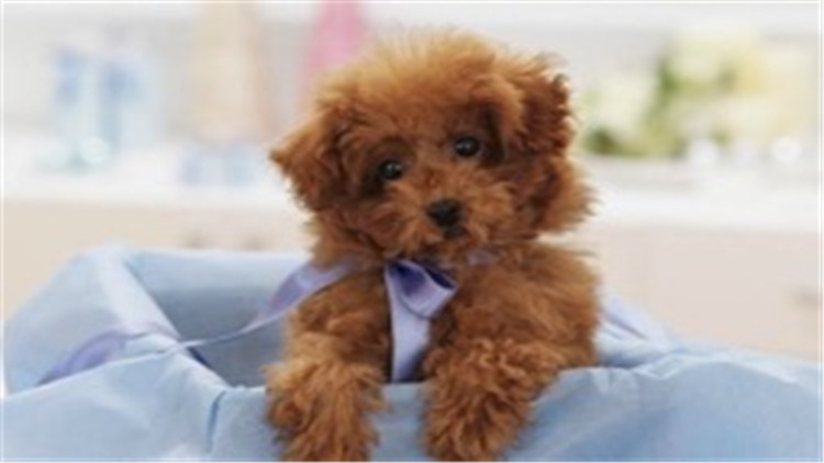 贵宾犬与巨贵犬智商的区别,贵宾犬的智商