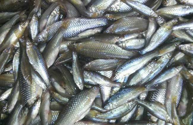 夏天野钓小鱼闹窝的最有效的方法,夏季白天钓鱼怎样减少小鱼闹窝