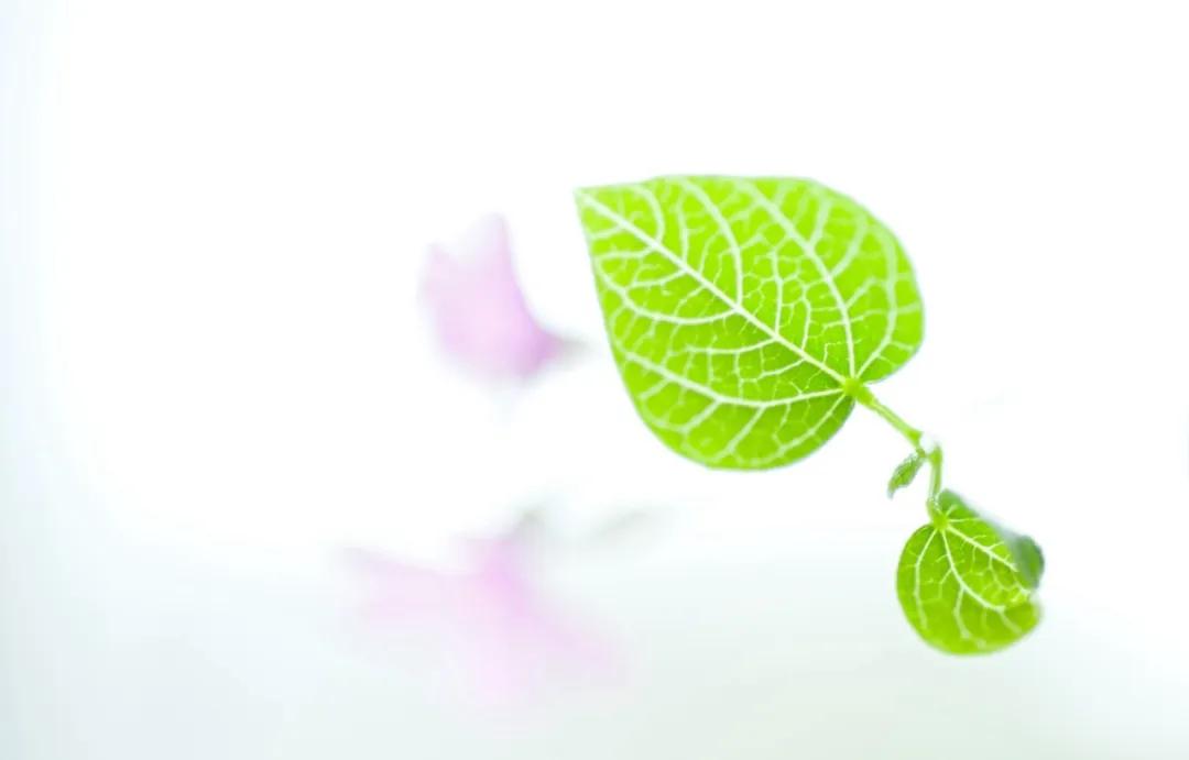 做自己灵魂的摆渡人的意思,做自己生命的摆渡人