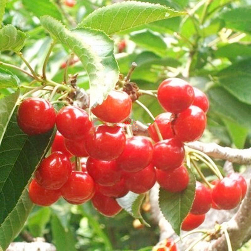 车厘子可以和苹果雪梨一起吃,车厘子成熟季节冬季