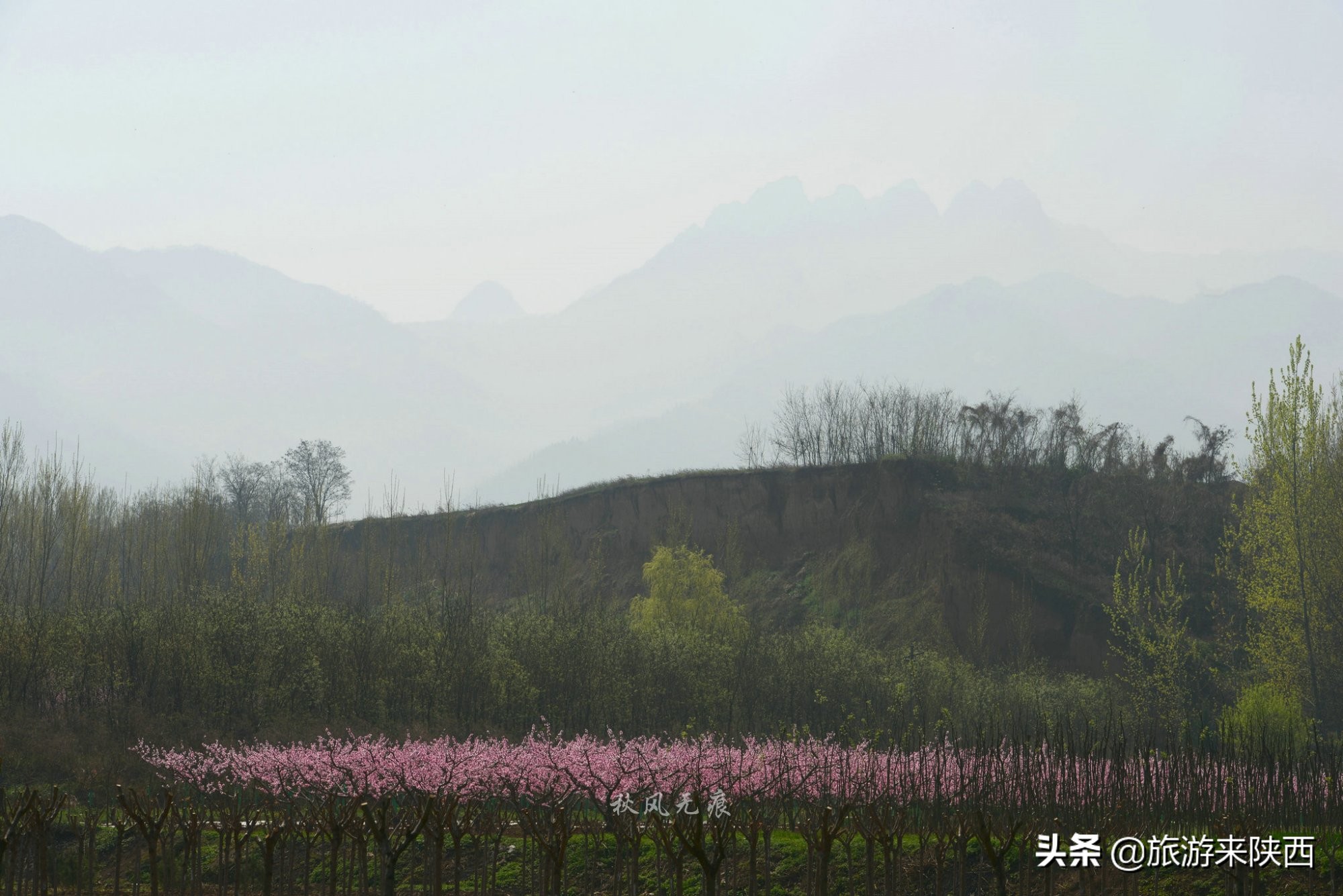长安区王莽千亩桃园,西安王莽万亩桃花源