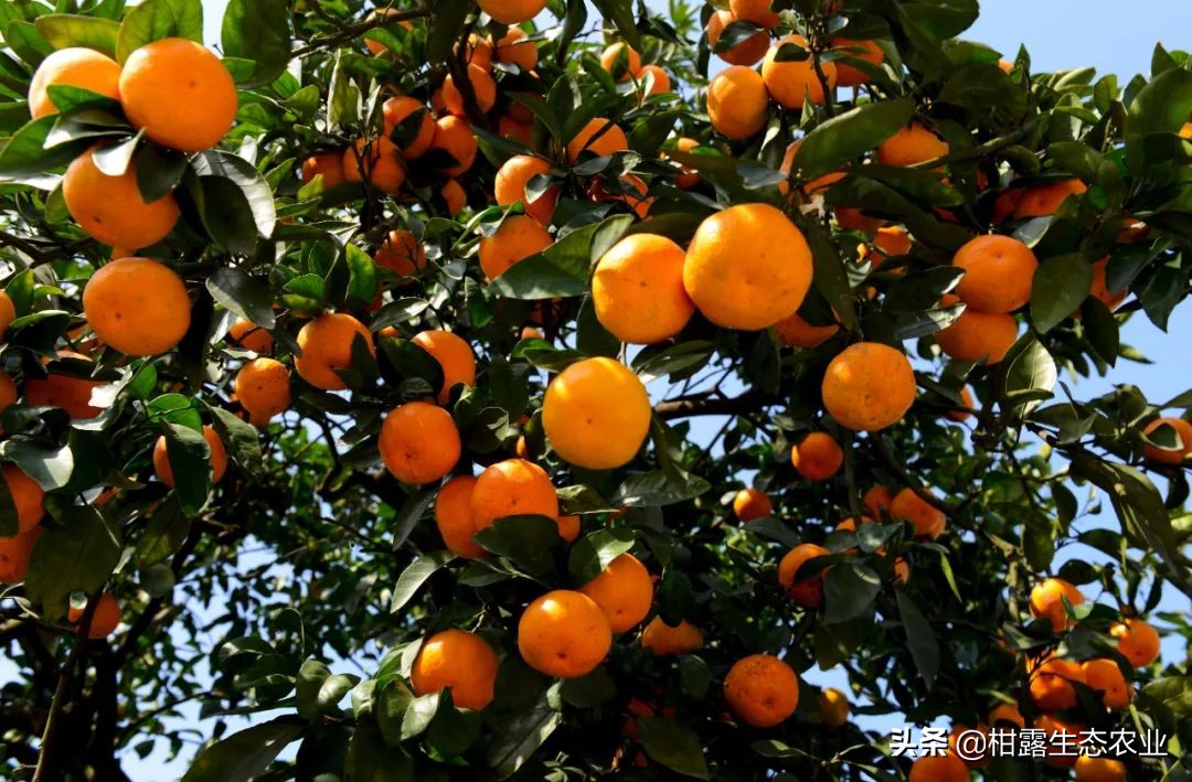 今年南丰蜜桔价格走向,今年南丰蜜桔为什么价格较好