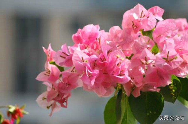 三角梅叶子长得好就是不怎么开花,为什么我种的三角梅只有春天开花