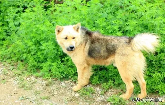 土狗有虫子怎么养,土狗养什么最旺