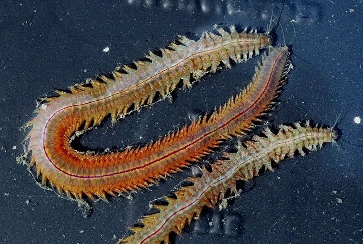 罕见的博比特虫和蛙鱼夜间狩猎,博比特虫把鱼撕成两半