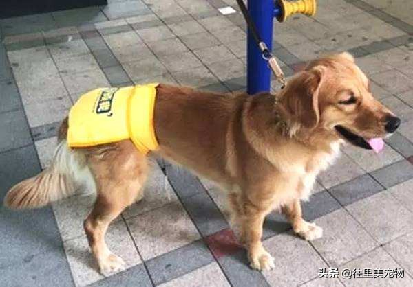 怎么给狗穿衣服不反抗,怎么做到给狗穿衣服