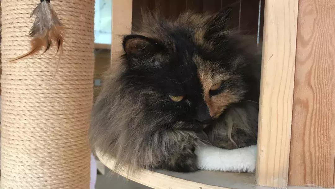 庄太极：hello，飞起的小拖把，有一种美，动静皆宜