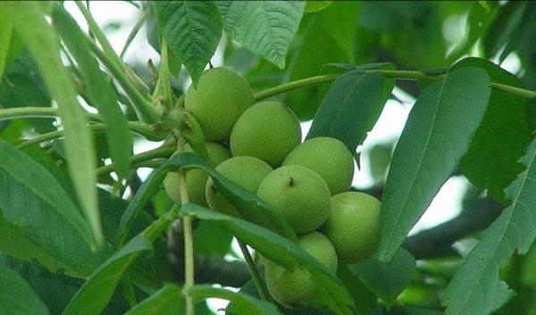 最好核桃产地在哪里,最好的核桃产地在哪里