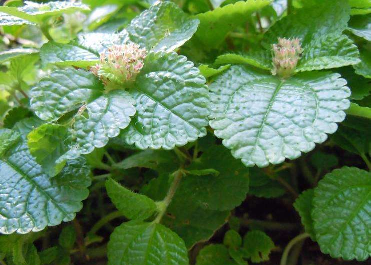 可以吸烟吸灰尘净化空气的植物,抽烟净化空气养什么花草