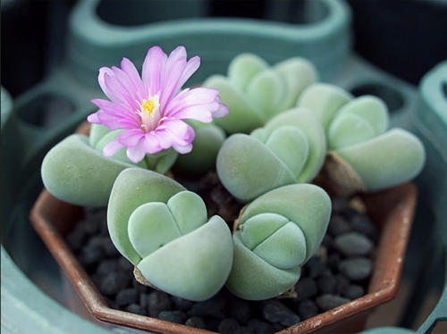 1000种多肉植物图鉴大全大图,景天科1000种多肉植物图鉴