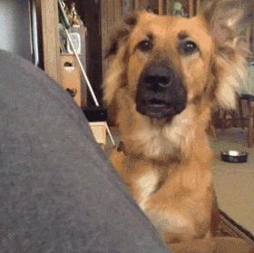 搞笑gif开心一刻单身也挺好,搞笑gif开心视频