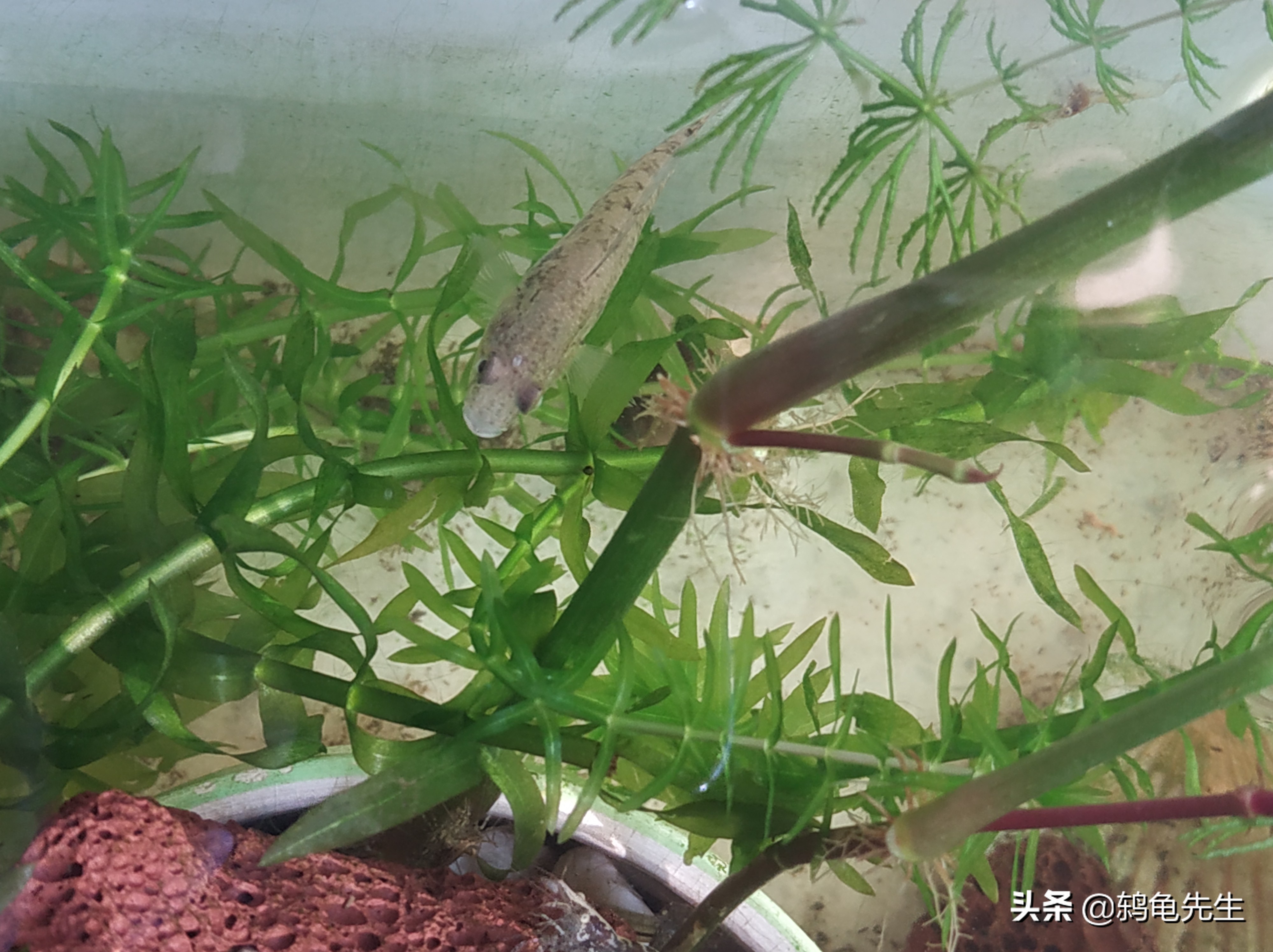 养水先养草,鱼缸里养水草好处多多,小鱼儿告诉您应该如何养水草