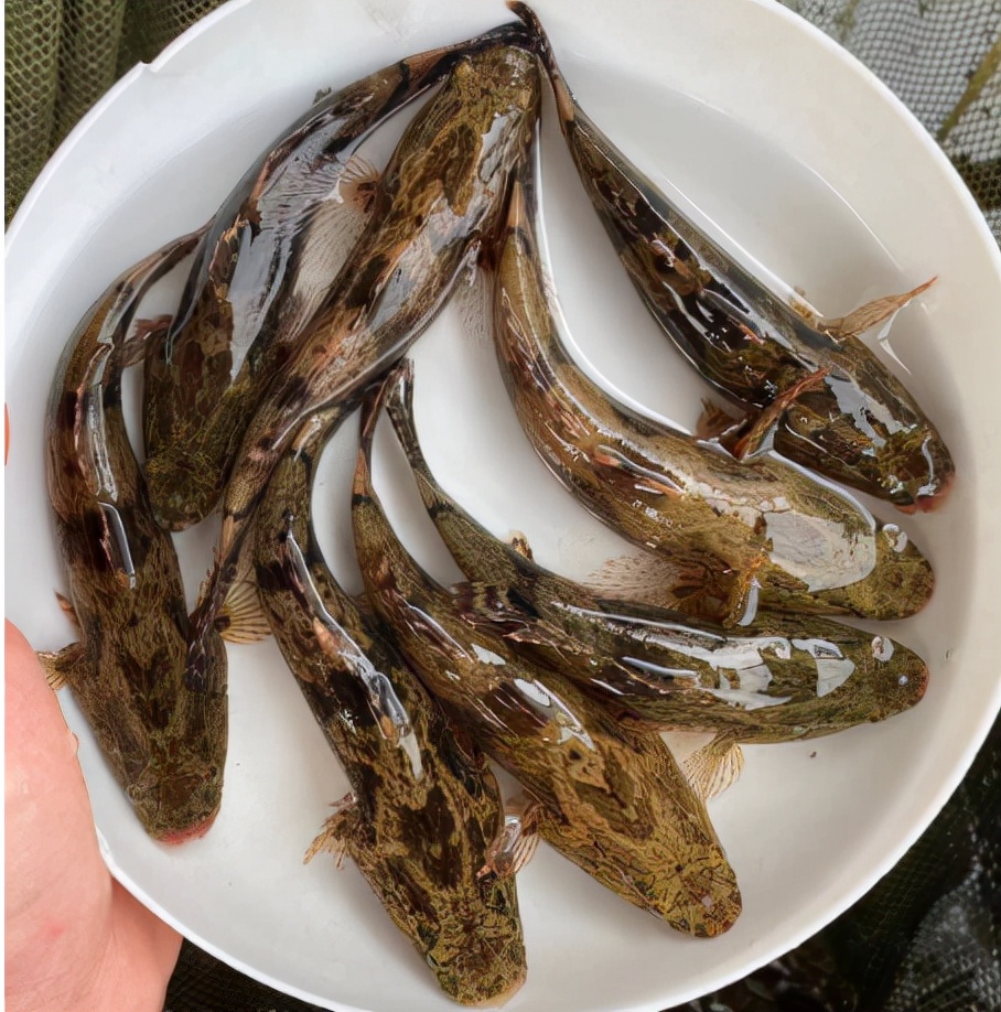 笋壳鱼为什么说是傻鱼,笋壳鱼是外来物种吗