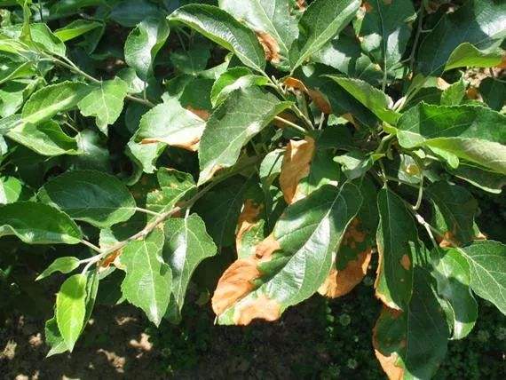 苹果树黄叶病的原因,苹果树黄叶病和打除草剂有关系吗