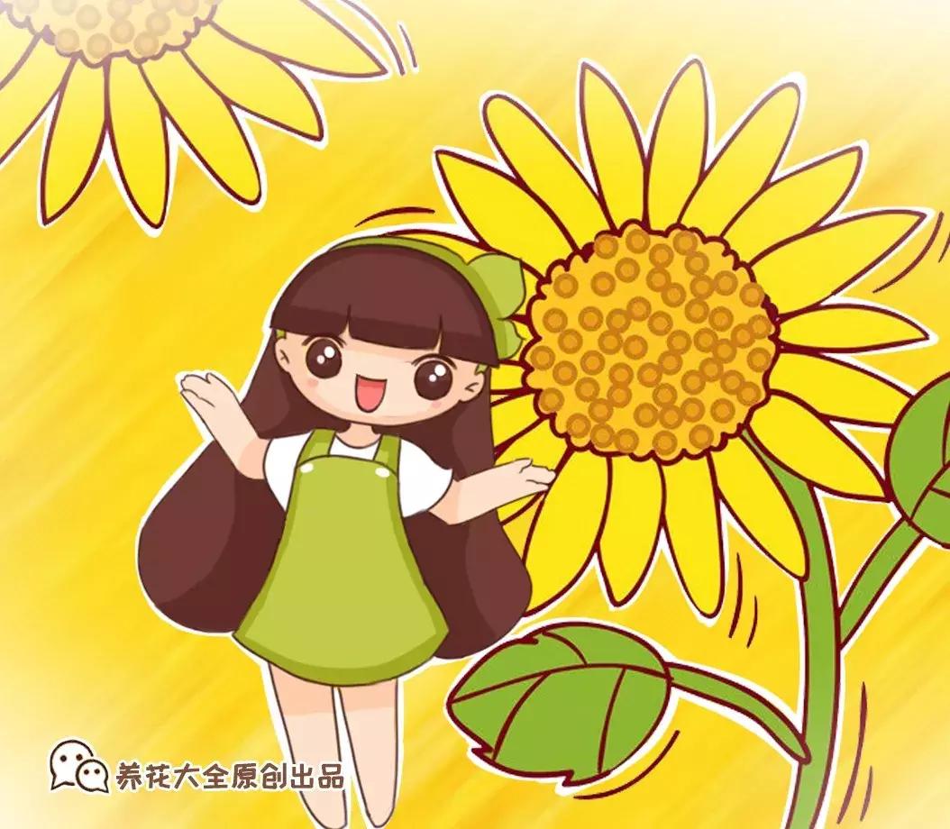 这10种花不怕晒,这3种花不能懒着养