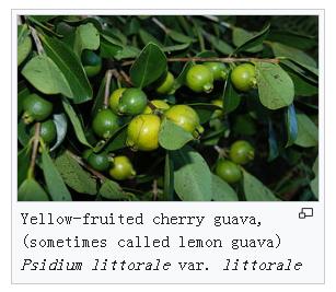 红心番石榴和白番石榴营养哪个好,番石榴跟芭乐是同一种水果吗