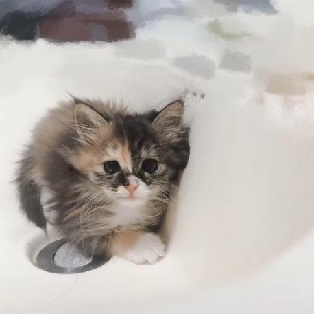 捡到的小奶猫眼睛流脓,捡到的小奶猫眼睛一直有眼屎