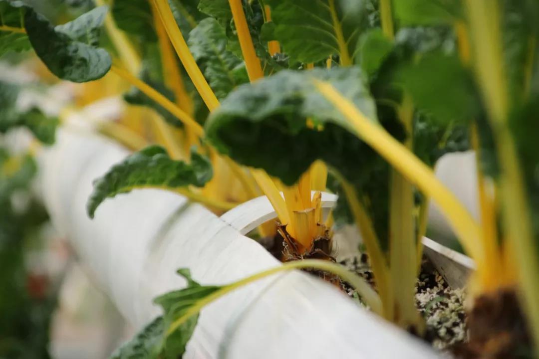 抢名额，19期中国无土栽培和土壤种植技术升级集成培训会