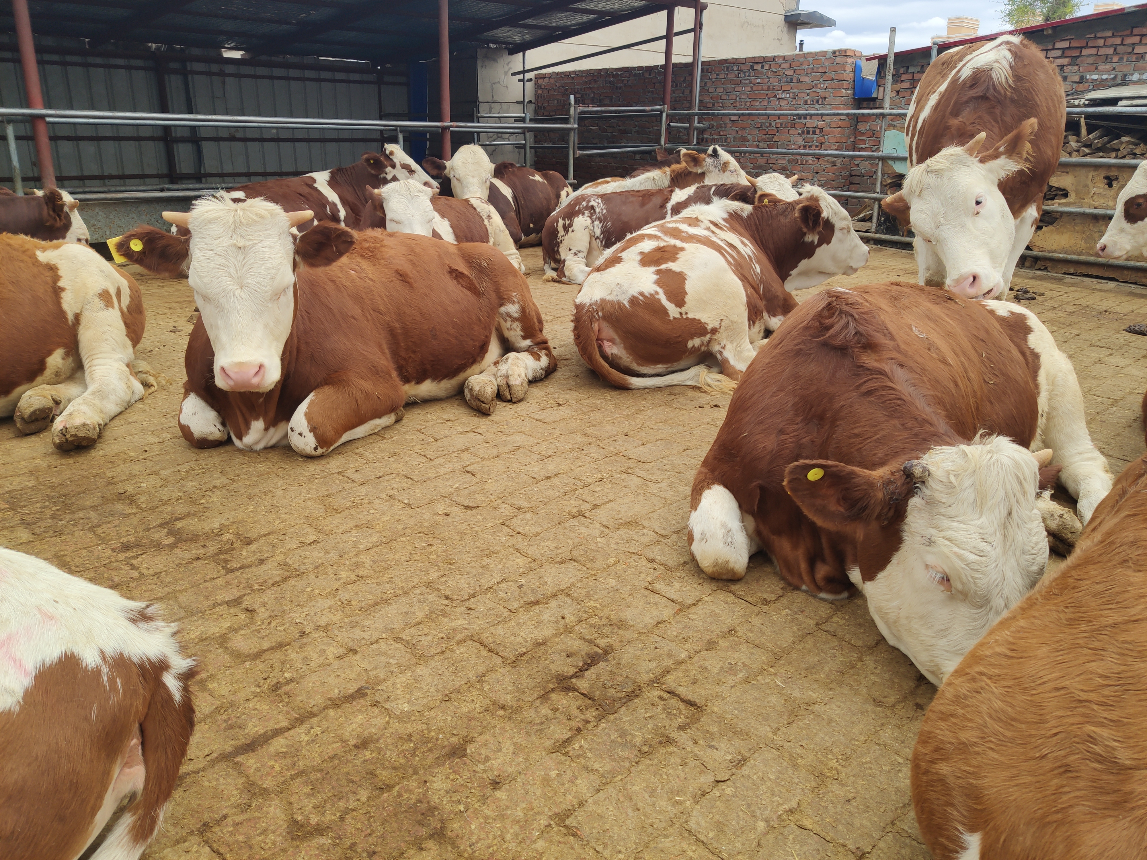 夏天牛热应激视频,牛热应激综合征怎么处理