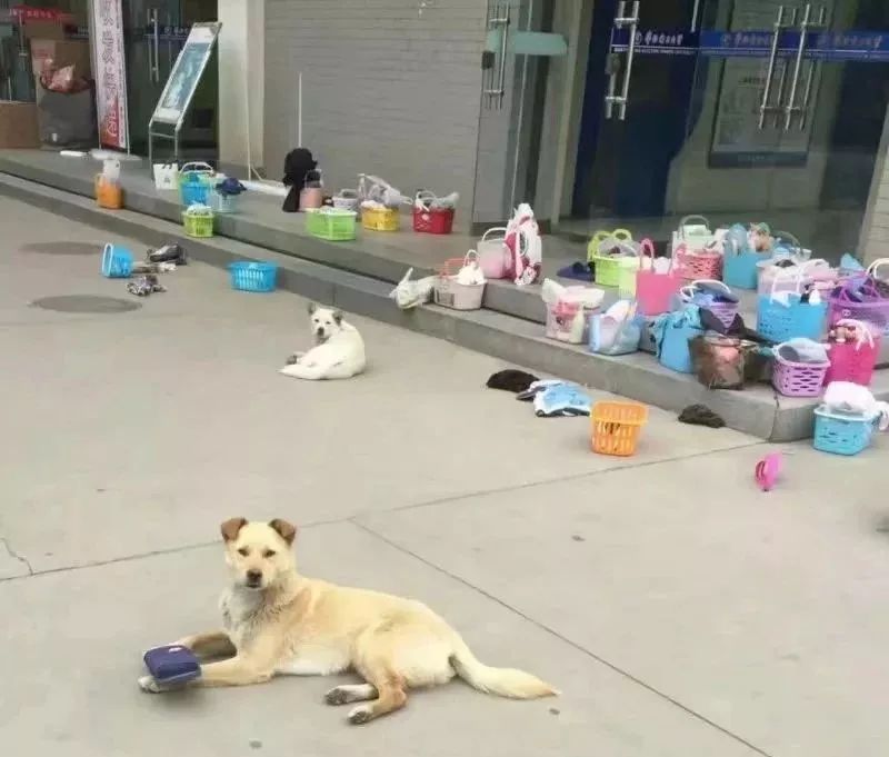 闉嬪瓙琚滃瓙琚埆浜哄伔,闉嬪瓙琚滃瓙琚伔