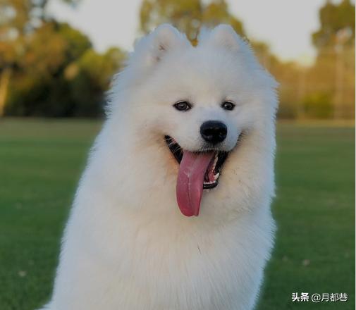 萨摩耶一般价格多少钱一只,萨摩耶价格在多少钱一只