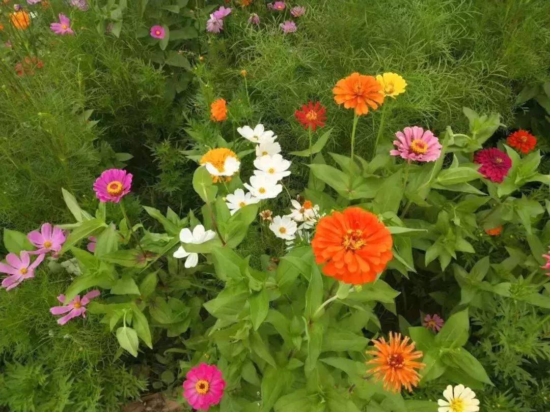 盛夏来感受传统古村落的气息,高青慢城