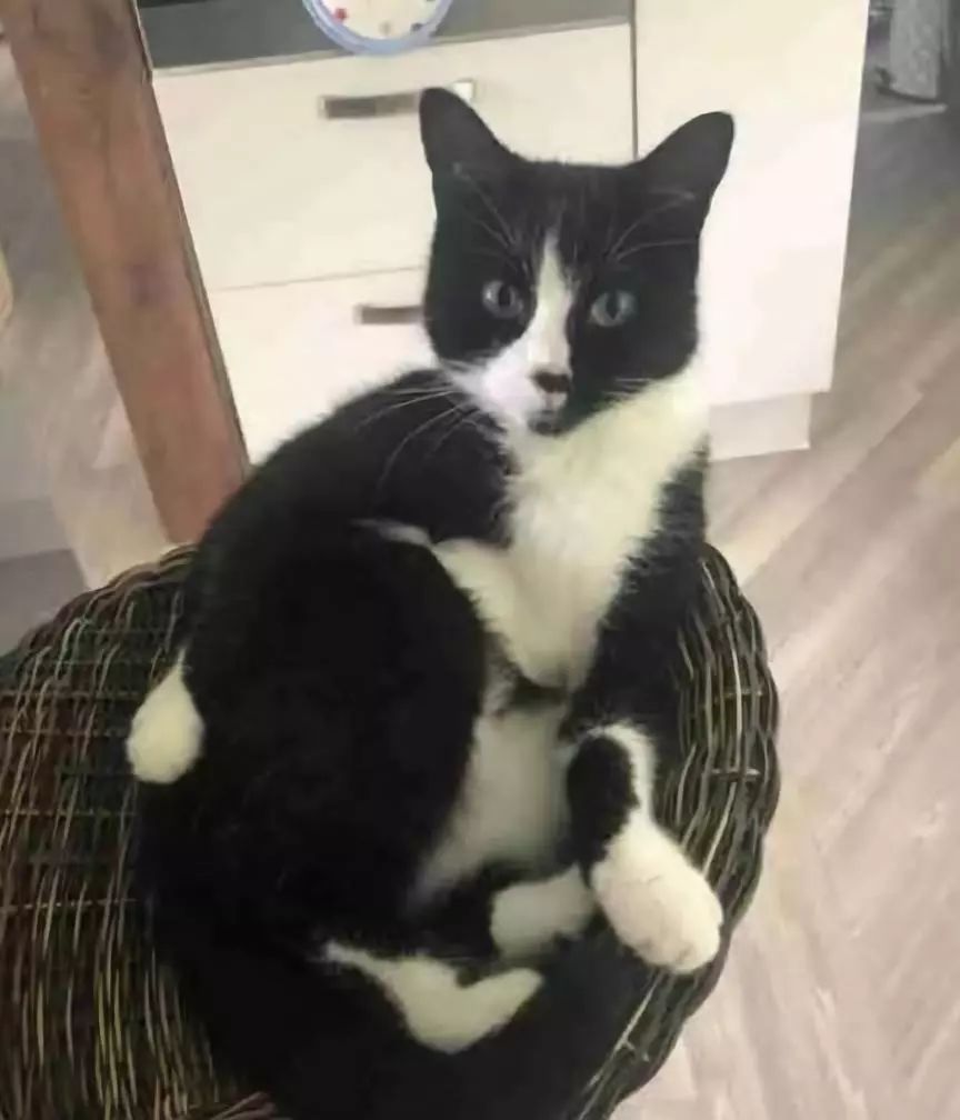 安检行李箱有只猫,网友在机场安检发现行李箱里的猫