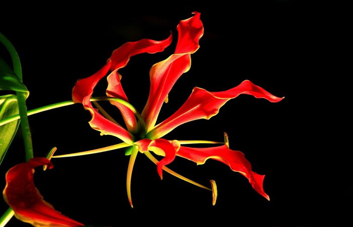 世界上最贵的花是什么,世界上最贵花