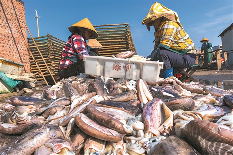 海南淡晒墨鱼干,晒的墨鱼干好吃吗