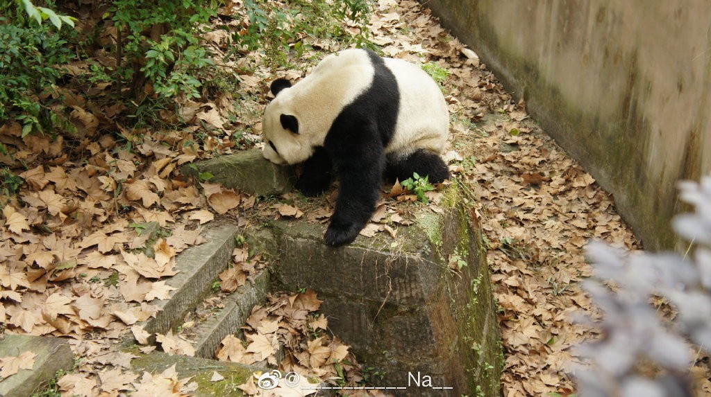 熊猫儿本人照片,熊猫儿图片