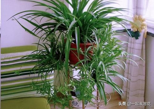 吊兰花浇什么水长得最快,浇什么让吊兰长的快又好看