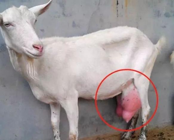 羊乳房炎用什么药好,羊乳房炎吃什么中成药好