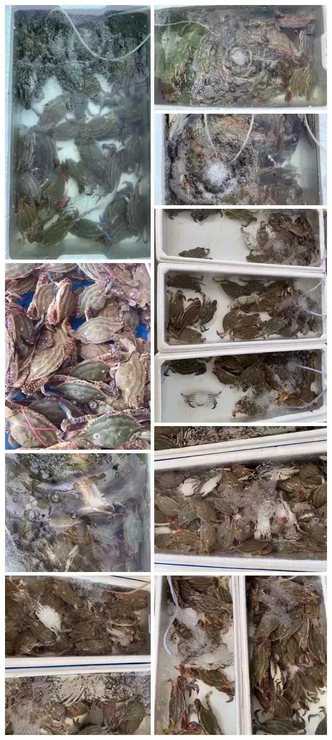 海螃蟹大量上市,威海海螃蟹价格