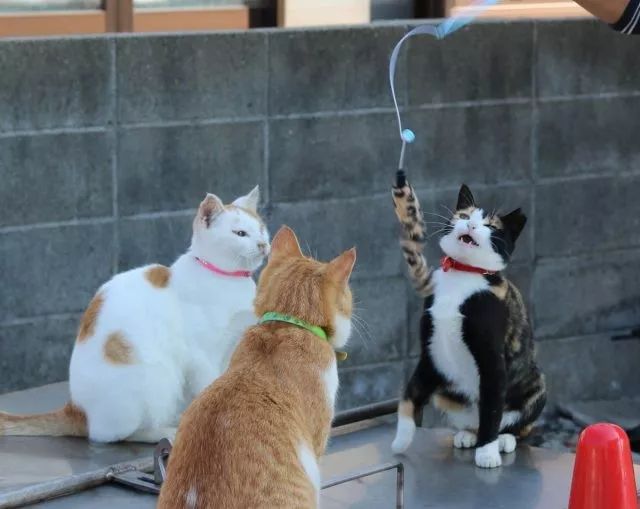 在日本坐火车是什么感觉,在日本坐火车是什么体验