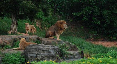1月广州长隆野生动物园旅游攻略,广州珠海长隆野生动物园四日游