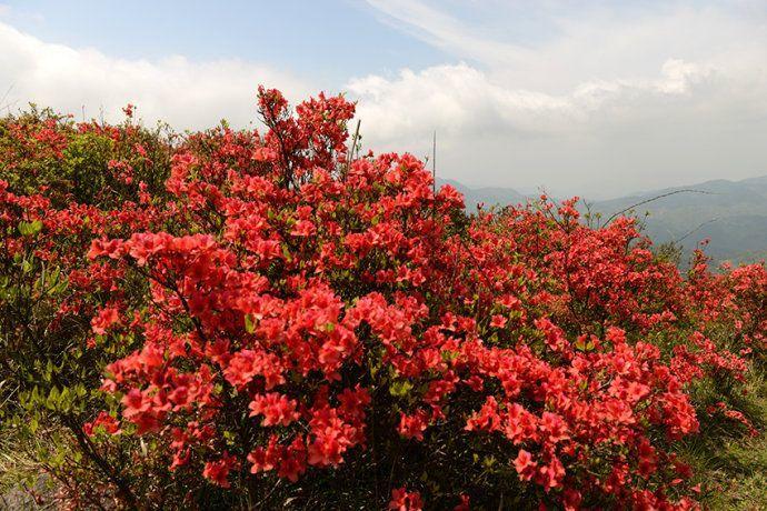 为什么有人说中国国花是牡丹,中国的国花为什么要选牡丹呢