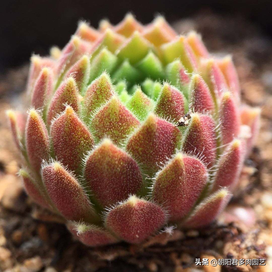 多肉观音爆崽方法,多肉观音莲爆籽怎么办